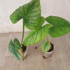 Philodendron mamei x sib pot