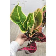 Codiaeum A13 Chom poo tha weep