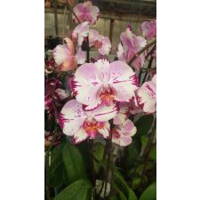 Phalaenopsis Magic Art