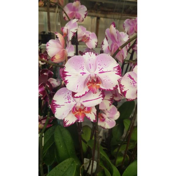 Phalaenopsis Magic Art