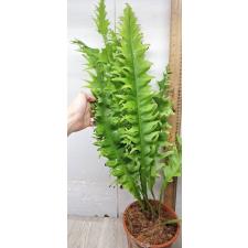 Microsorum sp. Africa pot