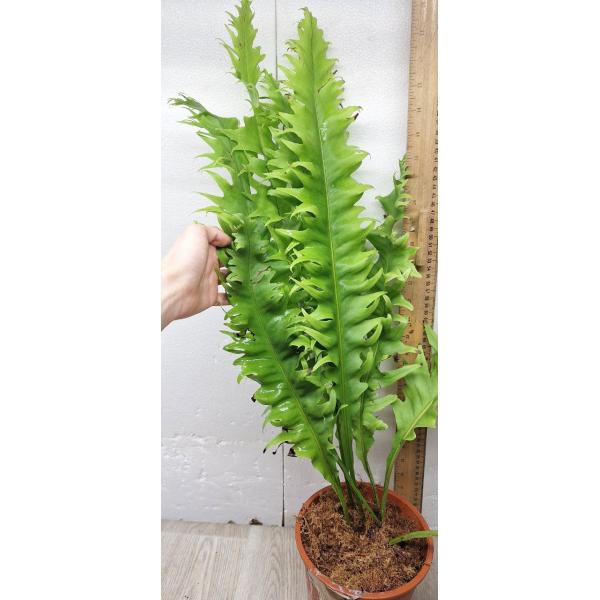 Microsorum sp. Africa pot