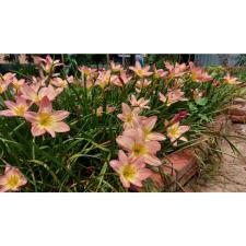 Zephyranthes Aurora