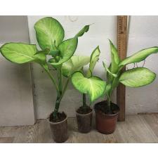 Диффенбахия Саенг Чантра / Dieffenbachia Saeng Chantra