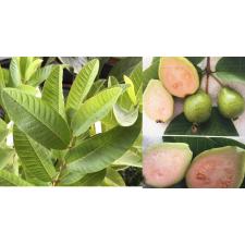 Psidium guajava (pink flesh) 270