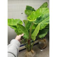 Philodendron Jungle Fever