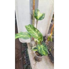 calathea electric shock стакан 2200р