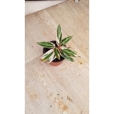 Calathea Stromanthe sanguinea 'Triostar' триколор