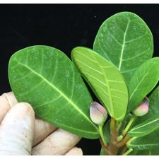 Ficus sp.(T01) Indonesia 344