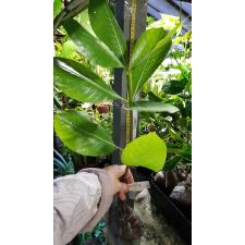 Gardenia taitensis 268
