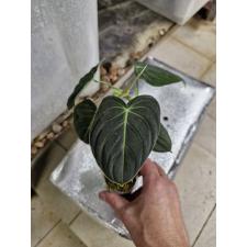 philodendron melanochrysum стакан 