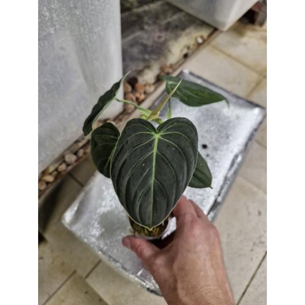 philodendron melanochrysum стакан 
