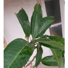 Mangifera indica 'Choke Anan' (grafted) 190