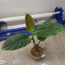 Philodendron cruentum 450p