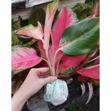 Aglaonema T29 Parich