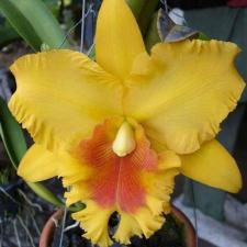 Рлк. Са Нгоб золотая х Раттанакосин Желтый / Rlc. Sa Ngob Gold x Rattanakosin Yellow