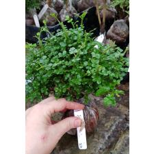 Murraya 'Min-a-Min' Dwarf mutation 127