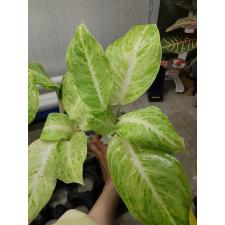 Aglaonema P-5 Silver Rose