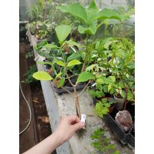 Tabernaemontana sp. Golden leaf 683/1