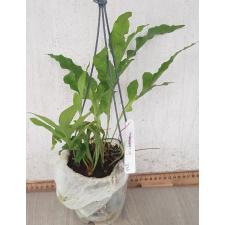 Drynaria bonii ‘Ubon’ 123/1