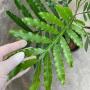 Filicium decipiens (Japanese Fern Tree)