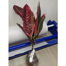 Codiaeum Judo Super Red 32 по 2600р