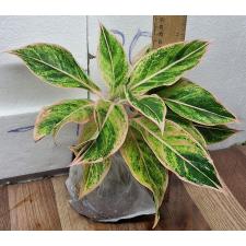 Аглаонема Аврора Розовая / Aglaonema Aurora -  Pink A-8