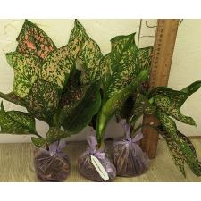 Аглаонема Руб голд галакси / Aglaonema rub gold galaxy A-91