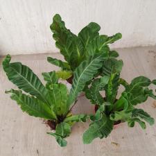Asplenium Cobra s pot 1300p