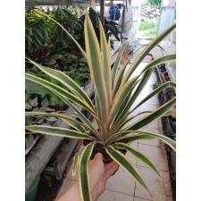 Ananas Bont 14 cm pot
