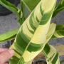 Heliconia sp.(T01) variegated