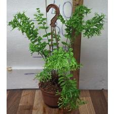 Нефролепис фалката 'Фурканс'  (Мутация) / Nephrolepis falcata 'Furcans' (mutation) (S)