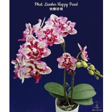 Phal. Lianher Happy Pearl 2.5" B38 octob