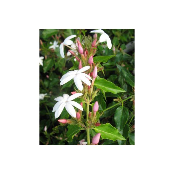 Jasminum multiflorum (red petal)
