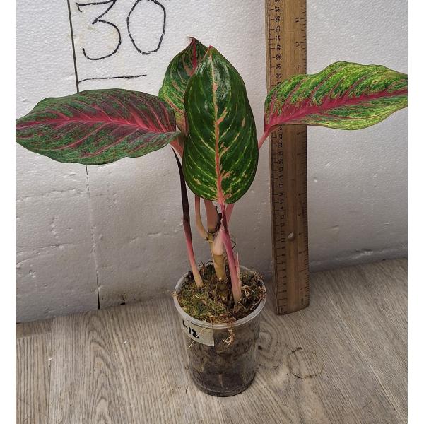 Аглаонема Амнат Джарен / Aglaonema Amnat Jaren A-18 pot
