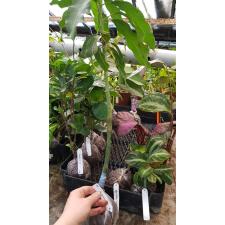 Mangifera indica 'Nam Doc Mai 464