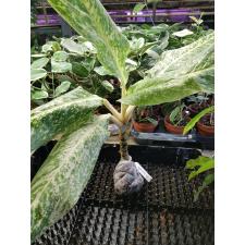 Aglaonema Thong Nopakun 57/1