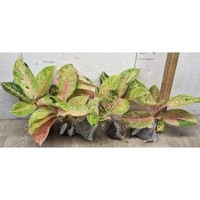 Аглаонема 30 Миллионов. / Aglaonema 30 millions A-90