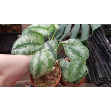 epipremnum pictus exotica pot
