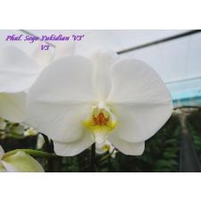 Phal. Sogo Yukidian 'V3' B34 2.5" September