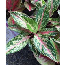 Aglaonema Kwak Maha Mongkol 47