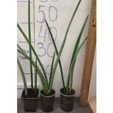 Сансевиерия цилиндрика. / sansevieria cylindrica