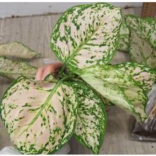 Аглаонема Уньямани Кремовая / Aglaonema Unyamanee Cream
