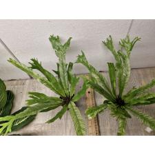 Asplenium nidus variegated ex Japan 