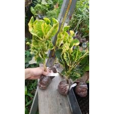 Codiaeum Sethee Roenthong. 85