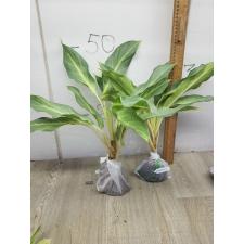 Aglaonema Sirikanchana A-119