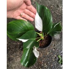 Philodendron 'White Wizard'