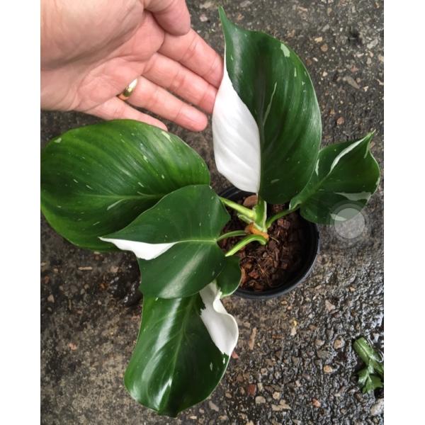 Philodendron 'White Wizard'