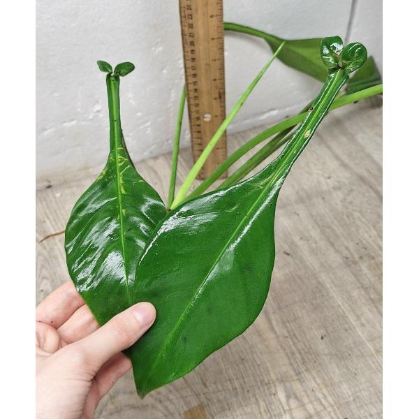 Philodendron joepii