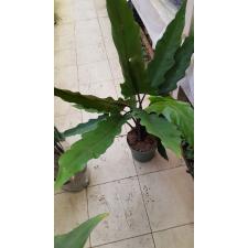 Alocasia Lauterbachiana 19 cm pot